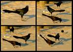 (36) crows montage.jpg    (1000x720)    265 KB                              click to see enlarged picture
